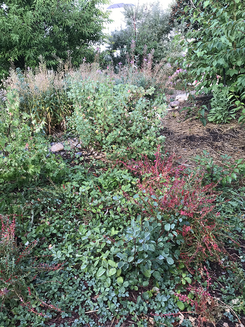 this is a medium shot image of a garden containing the following: Plants in this part of the yard:  bearberry (Arctostaphylos uva-ursi), Strawberry lettuce (Chenopodium capitatum), Saskatoon berry  (Amelanchier alnifolia), golden current (Ribes aureum), alder (Alnus incana), purple cone flower (Echinacea purpurea), wild strawberry (Fragaria virginiana), fireweed (Epilobium angustifolium), pin cherry (Prunus pennsylvanica) and more.